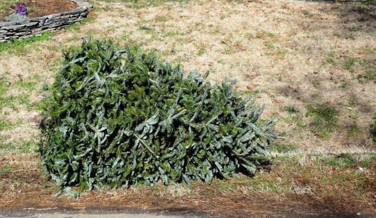 Raleigh Offers Christmas Tree Recycling Program, A Green Twist to Post-Holiday Cleanup