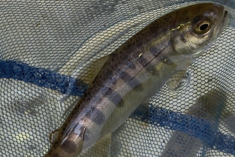 Revival of the River: Coho Salmon Return to California's Russian River After 30 Years