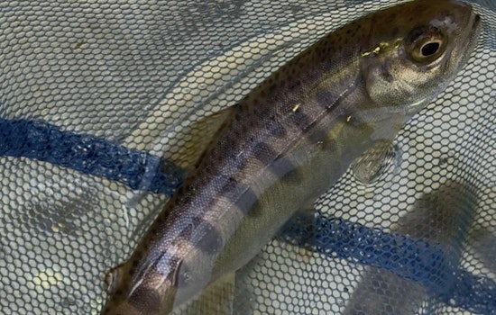 Revival of the River: Coho Salmon Return to California's Russian River After 30 Years