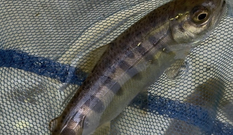 Revival of the River: Coho Salmon Return to California's Russian River After 30 Years