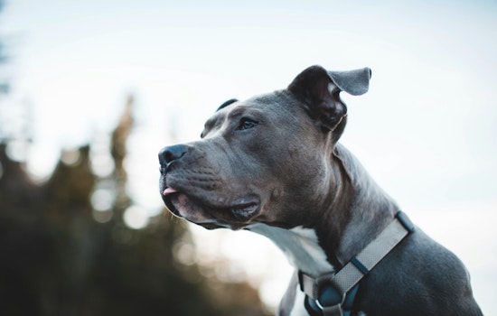 Riviera Beach Community Shaken After Pit Bull Mix Attacks and Injures Three