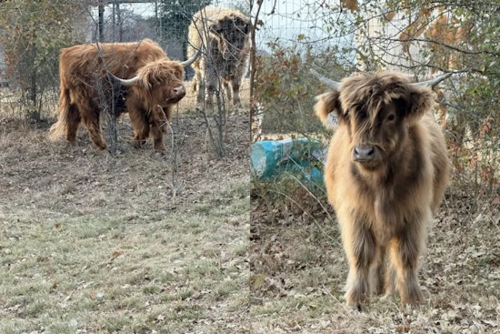 Rogue Cows Corralled Safely Back Home Thanks to Argyle Community and Police Efforts