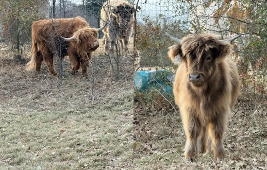 Rogue Cows Corralled Safely Back Home Thanks to Argyle Community and Police Efforts