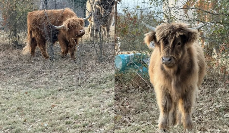 Rogue Cows Corralled Safely Back Home Thanks to Argyle Community and Police Efforts