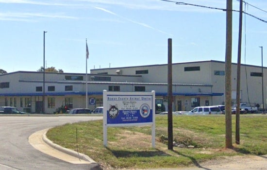 Rowan County Animal Shelter Launches Doggie Day Out Program and Discounts for 2026 Adoption Events in Salisbury
