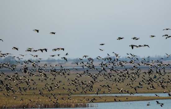 Royse City Park Feeding Frenzy: Goose Attack Leaves 72-Year-Old Woman Hospitalized