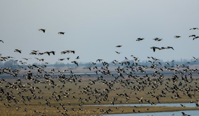 Royse City Park Feeding Frenzy: Goose Attack Leaves 72-Year-Old Woman Hospitalized