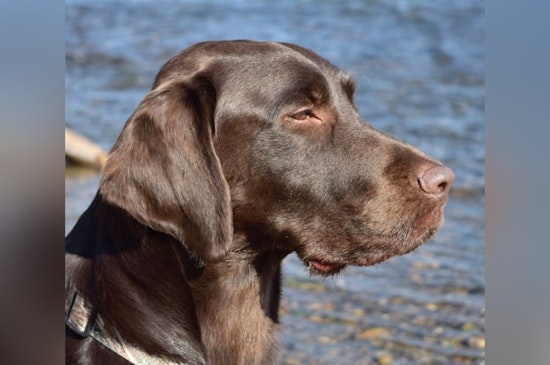Sacramento’s Beloved Sniffer Dog Laid Off Amid County Budget Cuts
