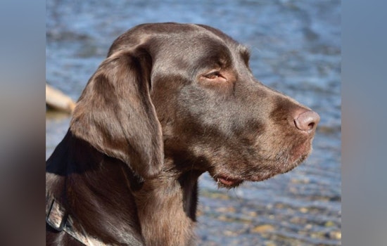 Sacramento’s Beloved Sniffer Dog Laid Off Amid County Budget Cuts