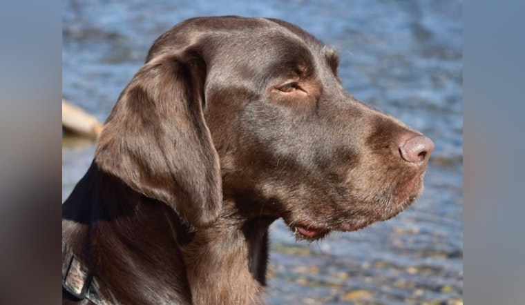 Sacramento’s Beloved Sniffer Dog Laid Off Amid County Budget Cuts