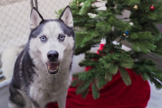 Sacramento's Front Street Animal Shelter Seeks Foster Homes for Dogs Over the Holidays