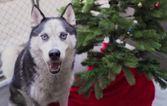 Sacramento's Front Street Animal Shelter Seeks Foster Homes for Dogs Over the Holidays