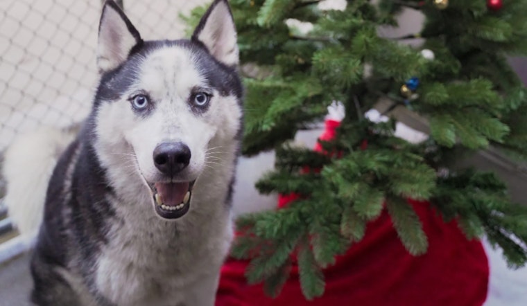 Sacramento's Front Street Animal Shelter Seeks Foster Homes for Dogs Over the Holidays