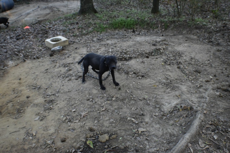 Sale City Man Convicted on 67 Dog Fighting Charges and Drug, Firearm Offenses