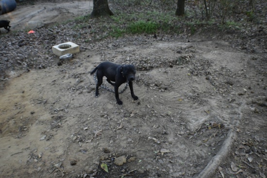 Sale City Man Convicted on 67 Dog Fighting Charges and Drug, Firearm Offenses