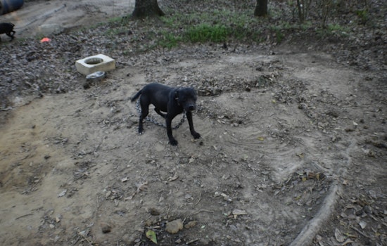 Sale City Man Convicted on 67 Dog Fighting Charges and Drug, Firearm Offenses