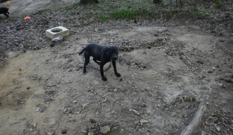 Sale City Man Convicted on 67 Dog Fighting Charges and Drug, Firearm Offenses