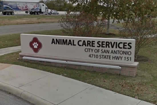 San Antonio Animal Care Services Warns of Spike in Pet Scams Ahead of Holidays