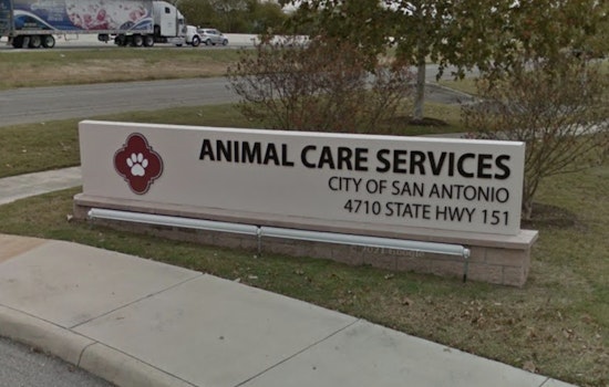 San Antonio Animal Care Services Warns of Spike in Pet Scams Ahead of Holidays