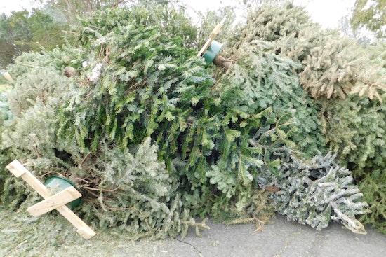 San Antonio Offers Free Christmas Tree Recycling to Encourage Eco-Friendly Post-Holiday Cleanups
