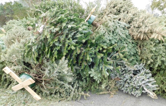 San Antonio Offers Free Christmas Tree Recycling to Encourage Eco-Friendly Post-Holiday Cleanups