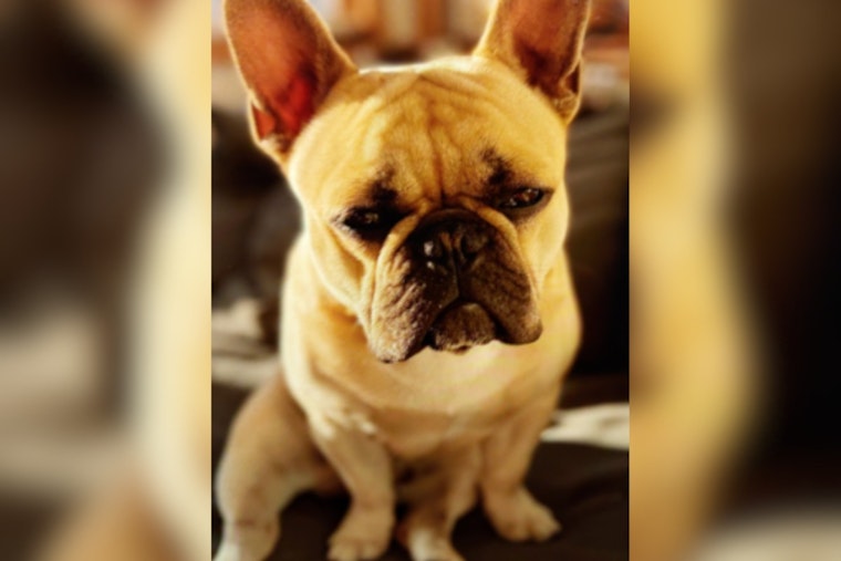 San Francisco Police Arrest Oakland Man Suspected of Stealing French Bulldog in the Castro District