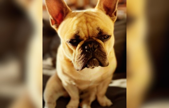 San Francisco Police Arrest Oakland Man Suspected of Stealing French Bulldog in the Castro District