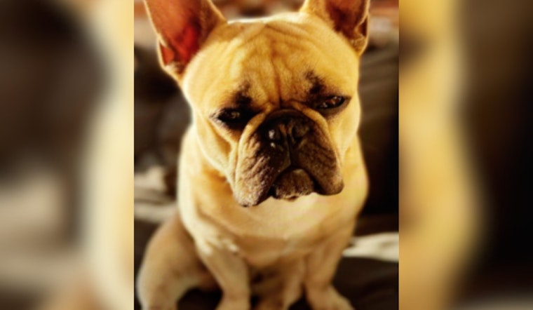 San Francisco Police Arrest Oakland Man Suspected of Stealing French Bulldog in the Castro District