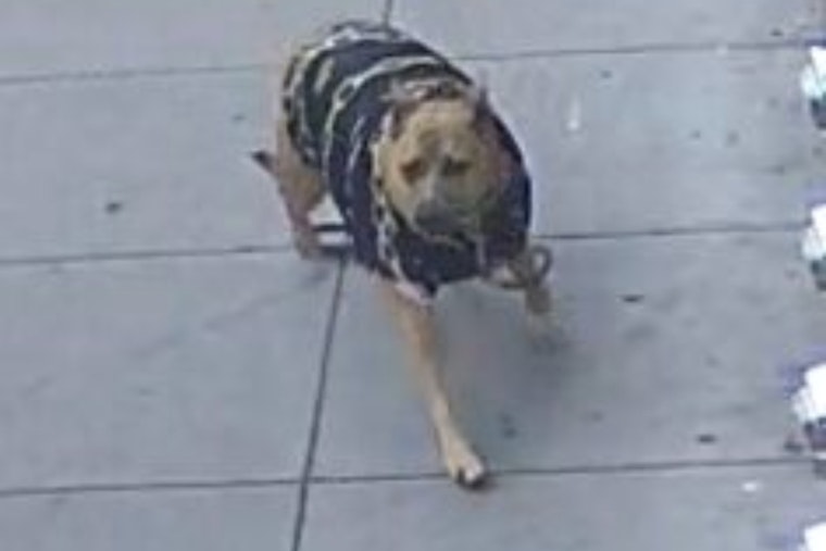 San Francisco Police Seek Public's Aid in Locating Assault Victim's Dog, Elderly Man Injured at Post and Leavenworth Streets