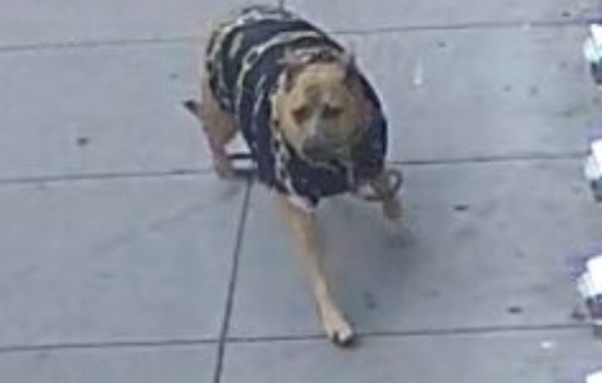 San Francisco Police Seek Public's Aid in Locating Assault Victim's Dog, Elderly Man Injured at Post and Leavenworth Streets