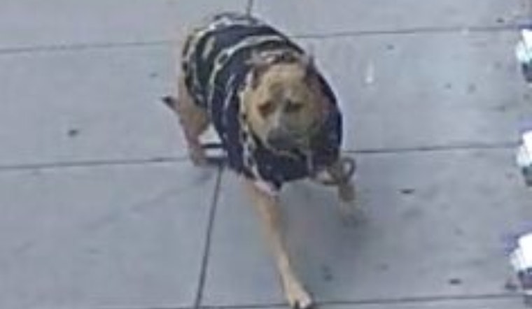 San Francisco Police Seek Public's Aid in Locating Assault Victim's Dog, Elderly Man Injured at Post and Leavenworth Streets