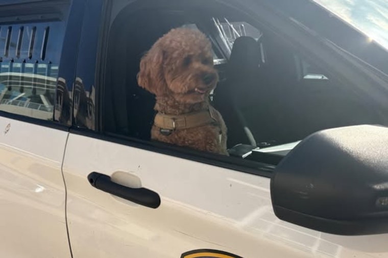 San Mateo Police Thwart Daylight Dognapping, Suspect from San Diego Charged with Robbery