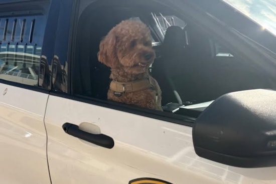San Mateo Police Thwart Daylight Dognapping, Suspect from San Diego Charged with Robbery