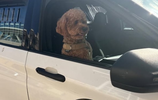 San Mateo Police Thwart Daylight Dognapping, Suspect from San Diego Charged with Robbery