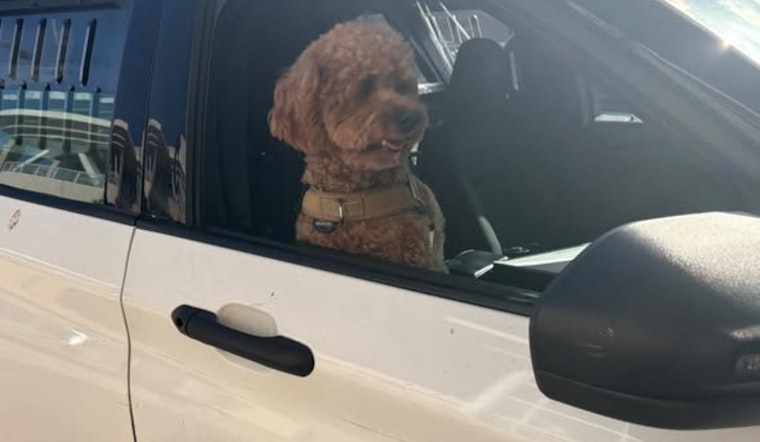 San Mateo Police Thwart Daylight Dognapping, Suspect from San Diego Charged with Robbery