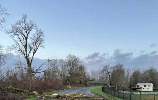 Sauvie Island's N.W. Reeder Road Reopens After Fallen Tree and Downed Power Line Disruption