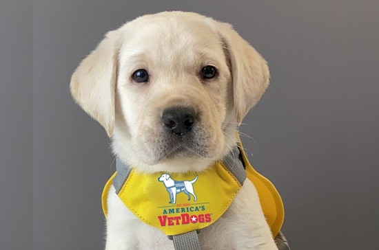 Seattle's Comfort Dog Ryan Brings Solace to Survivors in the Criminal Justice System