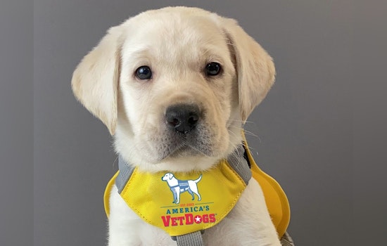 Seattle's Comfort Dog Ryan Brings Solace to Survivors in the Criminal Justice System