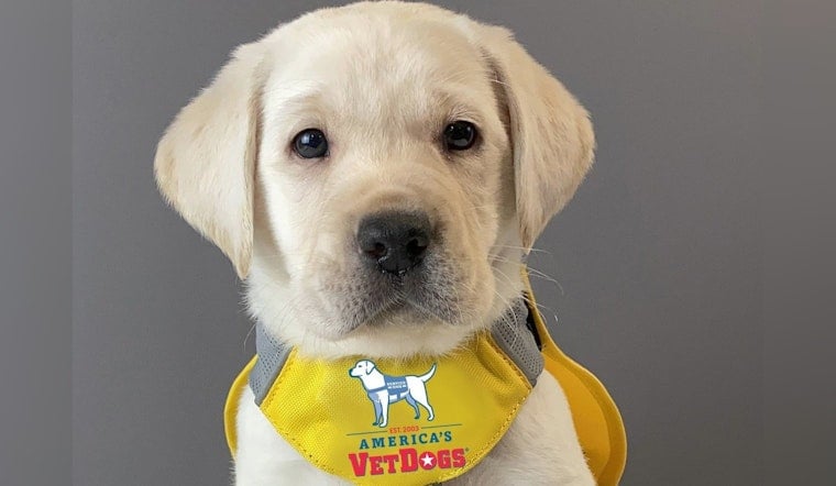Seattle's Comfort Dog Ryan Brings Solace to Survivors in the Criminal Justice System