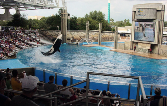 SeaWorld Orlando Pays Tribute to Beloved 50-Year-Old Orca Katina After Her Passing