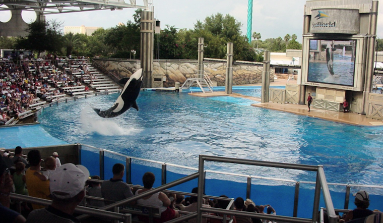 SeaWorld Orlando Pays Tribute to Beloved 50-Year-Old Orca Katina After Her Passing