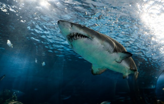 Shark Patrol Locks Down Waimea Bay After Close Shoreline Sighting