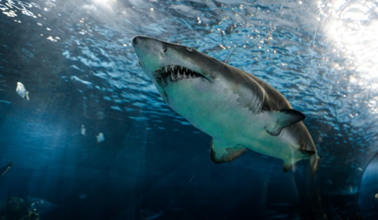 Shark Patrol Locks Down Waimea Bay After Close Shoreline Sighting