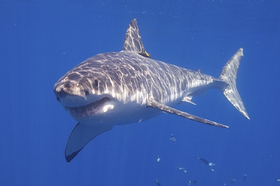 Shark Sightings Prompt Safety Measures at Nanakuli Beach, Oʻahu