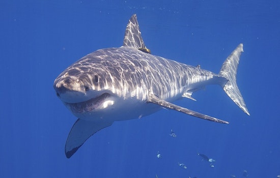 Shark Sightings Prompt Safety Measures at Nanakuli Beach, Oʻahu