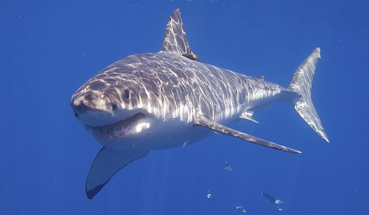 Shark Sightings Prompt Safety Measures at Nanakuli Beach, Oʻahu