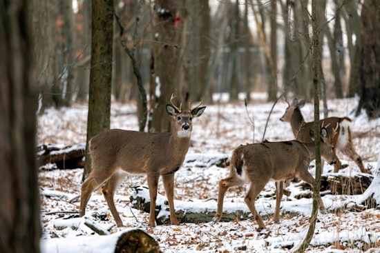 Slight Dip in Wisconsin Hunter Turnout, Deer Harvest Numbers Hold Steady