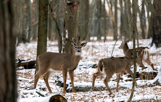 Slight Dip in Wisconsin Hunter Turnout, Deer Harvest Numbers Hold Steady