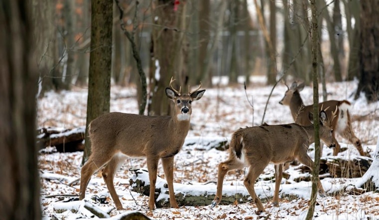 Slight Dip in Wisconsin Hunter Turnout, Deer Harvest Numbers Hold Steady