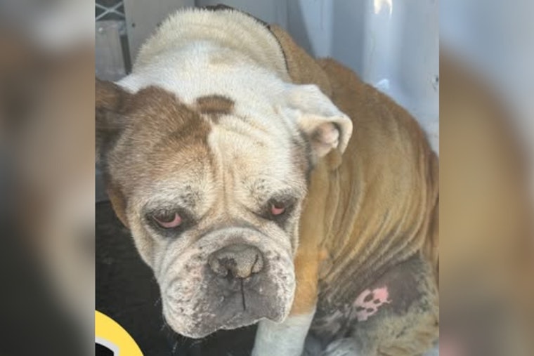 Socorro Officials Seek Help to Reunite Elderly Bulldog with Owners After Finding Chipped Pet